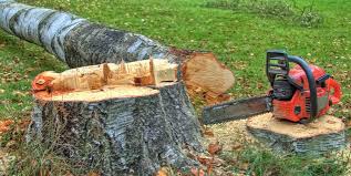 Trusted North Hornell, NY Tree Removal Experts