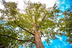 Best Tree Removal  in North Hornell, NY