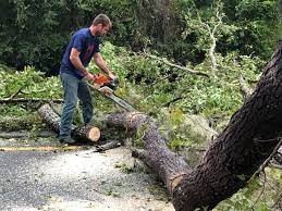 Best Fruit Tree Pruning  in North Hornell, NY