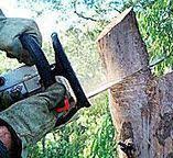 Best Arborist Consultation Services  in North Hornell, NY