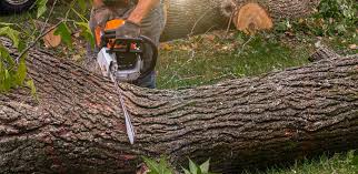 How Our Tree Care Process Works  in  North Hornell, NY